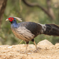 Kalij Pheasant